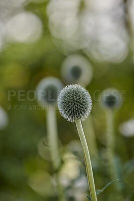 Buy stock photo A Dandelion ready to release its parachutes