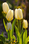 White tulips in my garden