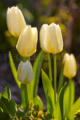 Buy stock photo Beautiful white tulips in a backyard garden in summer. Perennial flowering plants blooming in a nature park or field in spring. Closeup of flowers budding and opening up in a park in the sunlight