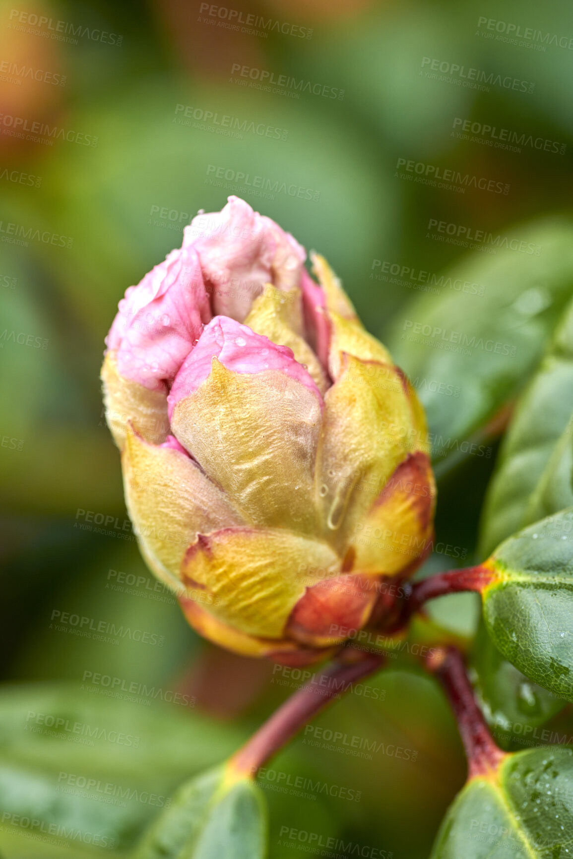 Buy stock photo Rhododendron is a genus of 1,024 species of woody plants in the heath family, either evergreen or deciduous, and found mainly in Asia, although it is also widespread throughout the Southern Highlands of the Appalachian Mountains of North America.