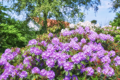 Buy stock photo A series of photos of rhododendron in garden