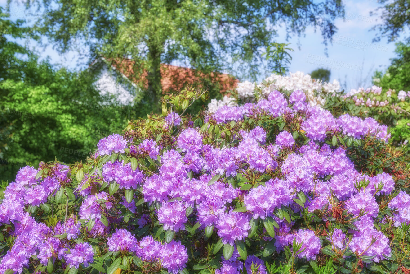 Buy stock photo A series of photos of rhododendron in garden