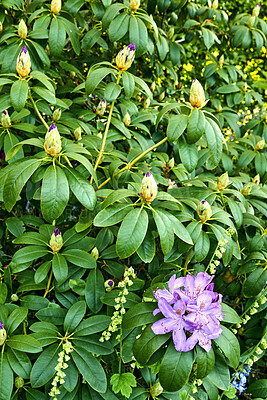 Buy stock photo A series of beautiful garden photos