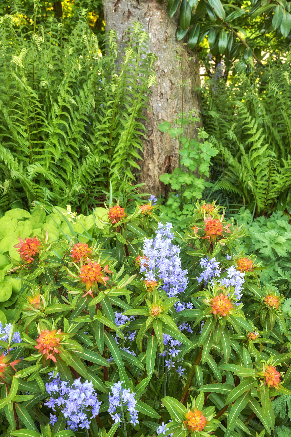 Buy stock photo Bluebell and peking spurge flowers in a green park. Nature landscape of blue purple and orange flowering plants growing in between tree trunk and shrub foliage in an outdoor spring garden or backyard