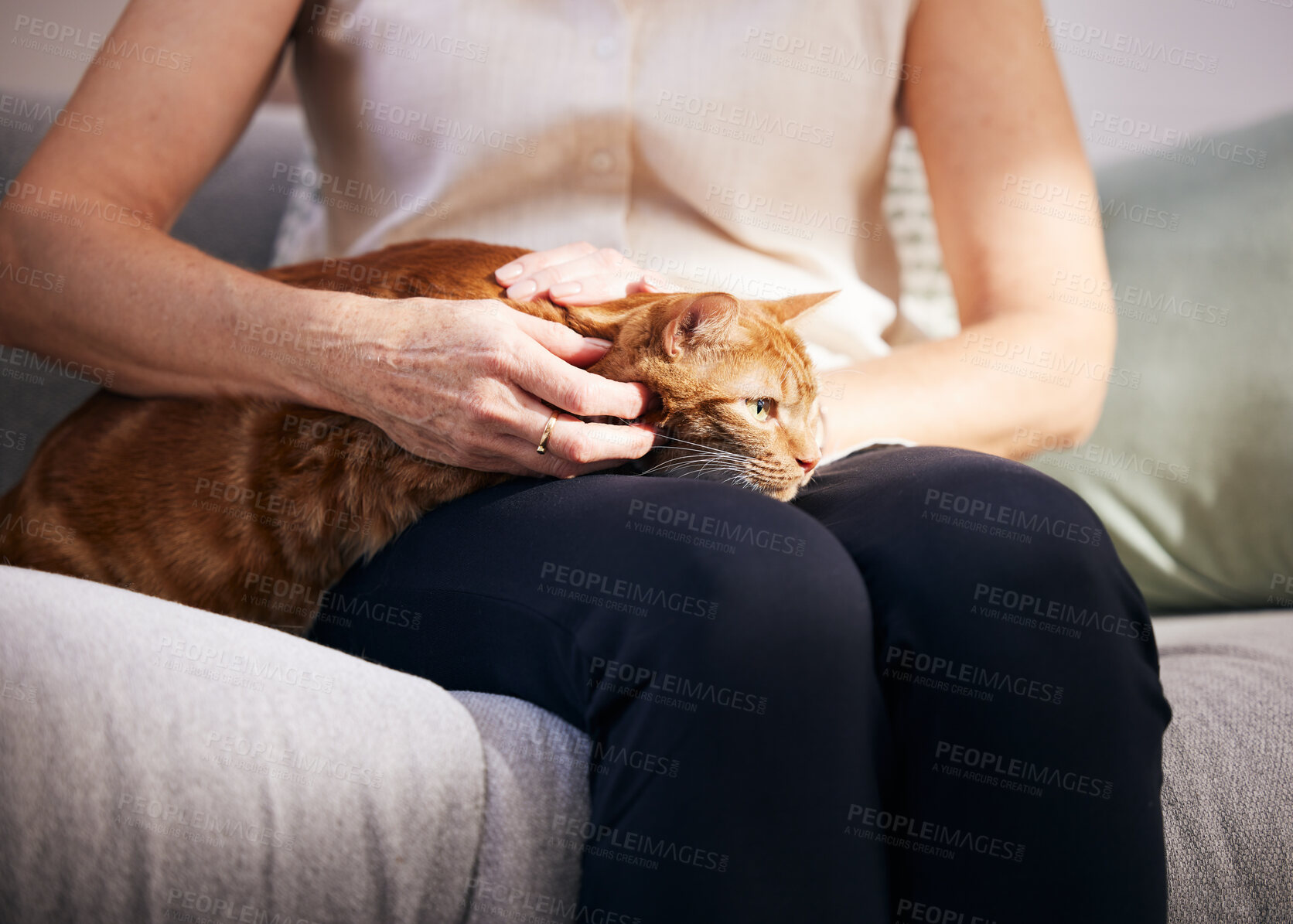 Buy stock photo Woman, hands and cat on couch for love, support and care or play in home. Happy, protection or bonding and animal adoption for house pet, companion and friends in living room with kitten or petting