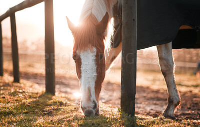 Buy stock photo Shot of a horse eating grass on a farm