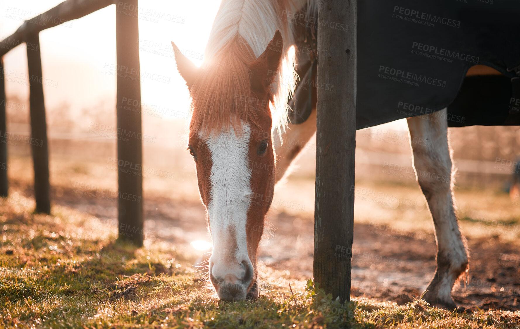 Buy stock photo Horse, farm and eating grass in outdoor countryside  in summer with equestrian hungry for plant as nutrition, organic and sunshine. Mare, animal and feeding field by fence for natural growth in Texas