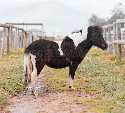 Buy stock photo Shot of a pony standing on a farm
