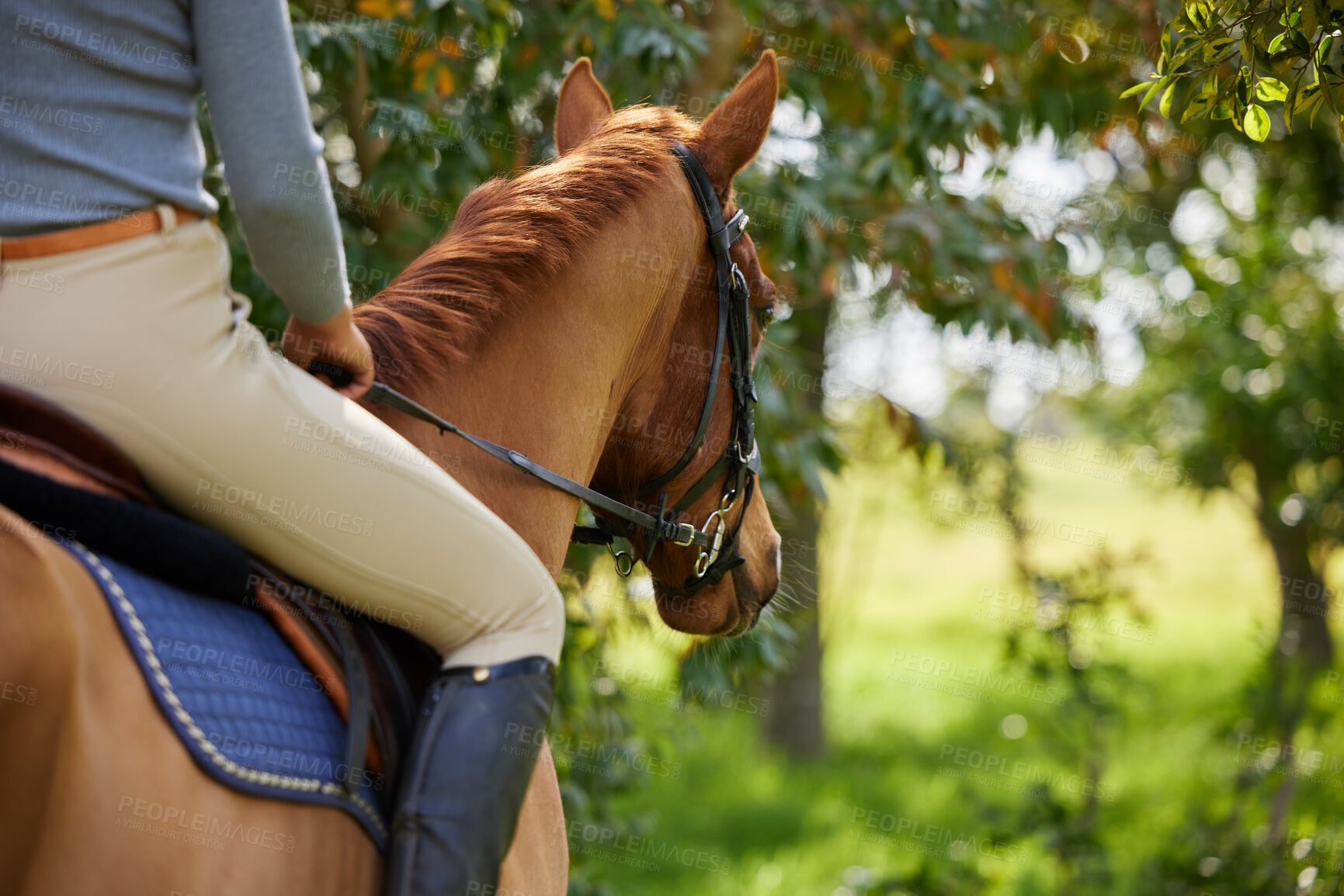 Buy stock photo Horse, rider and equestrian in countryside with animal training, exercise and workout on field. Back, forest adventure and ranch with leisure hobby and stallion with person with fitness for sport