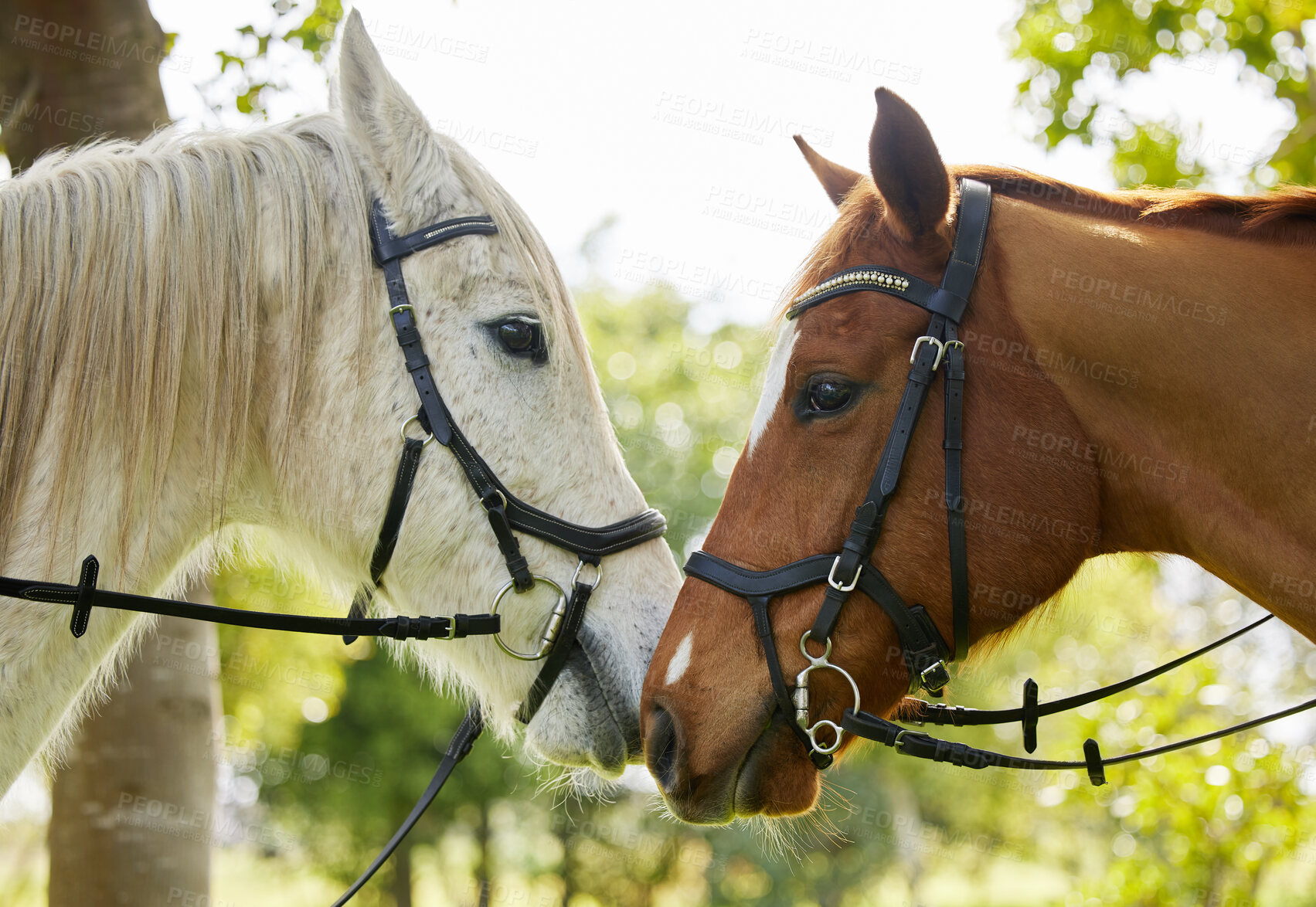 Buy stock photo Shot of two horses outside in a forest