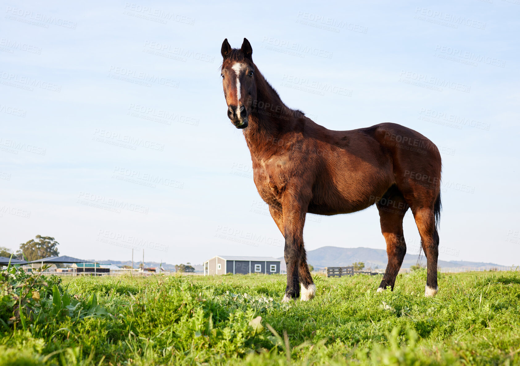 Buy stock photo Full length shot of a horse standing on a farm