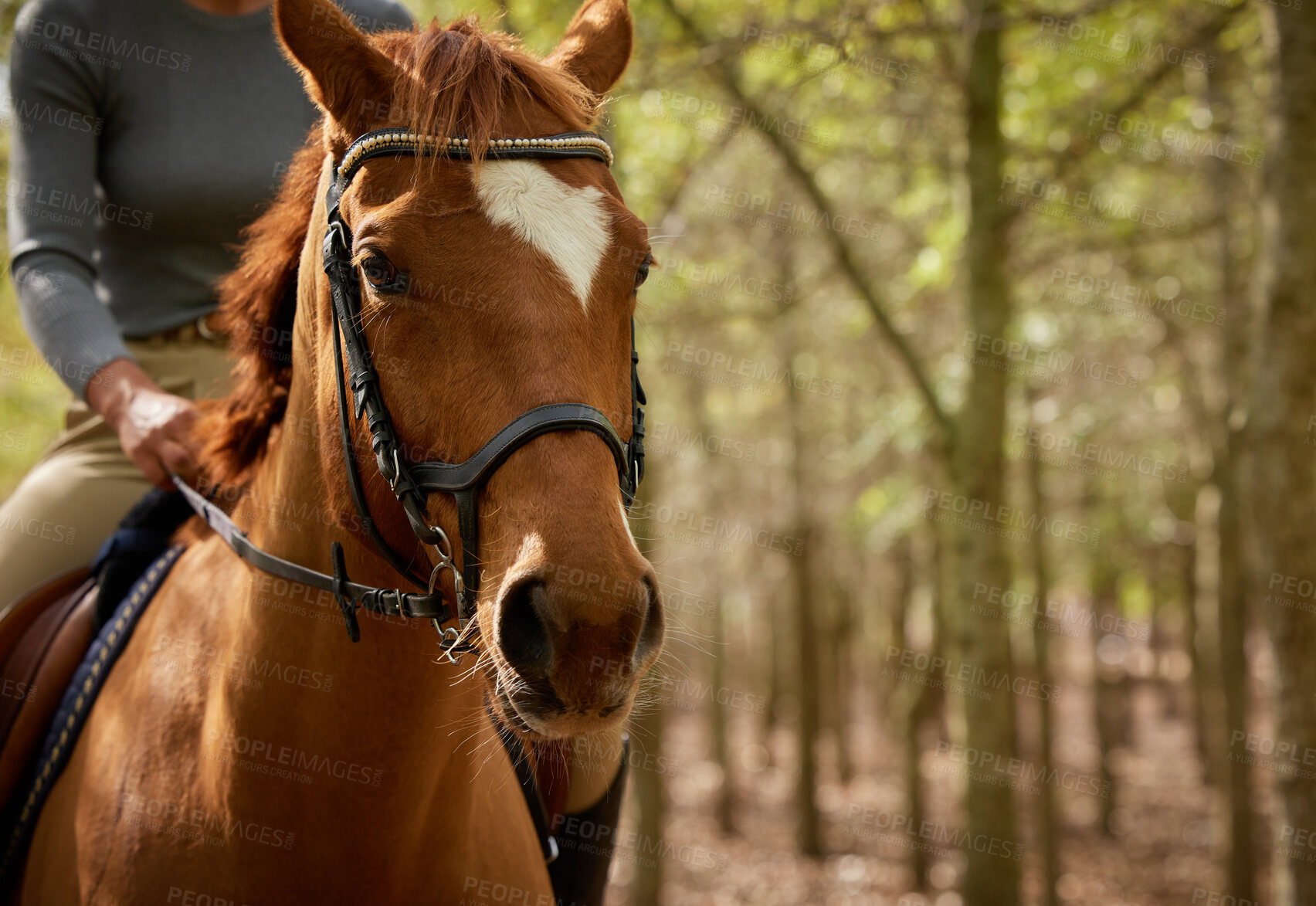 Buy stock photo Cropped shot of an unrecognisable woman horseback riding in the forest during the day
