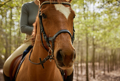 Buy stock photo Cropped shot of an unrecognisable woman horseback riding in the forest during the day