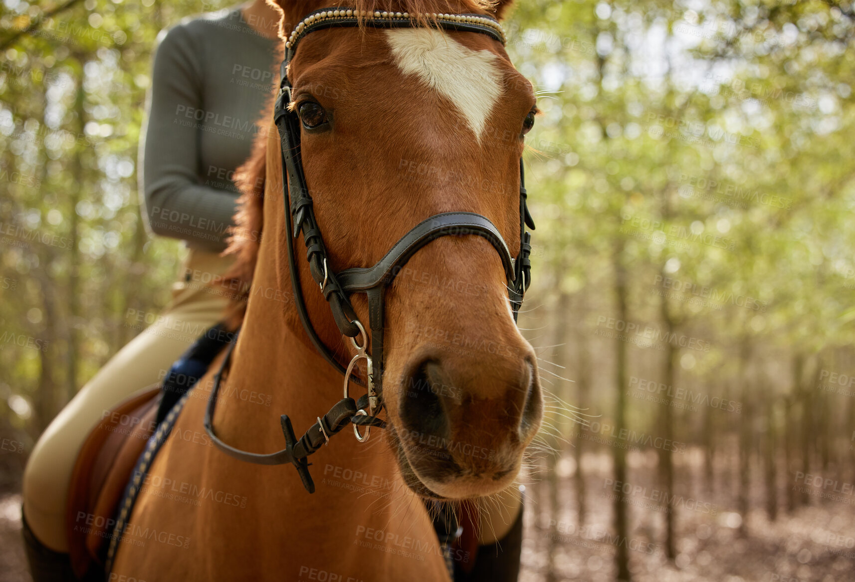 Buy stock photo Cropped shot of an unrecognisable woman horseback riding in the forest during the day