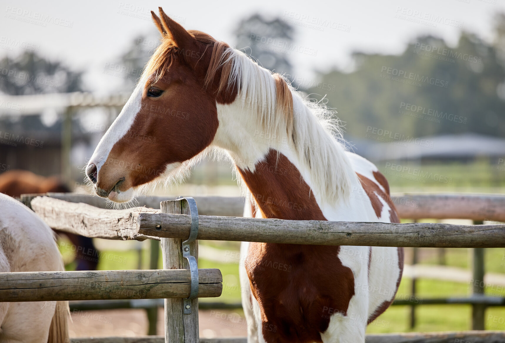 Buy stock photo Shot of a beautiful brown and white horse on a farm