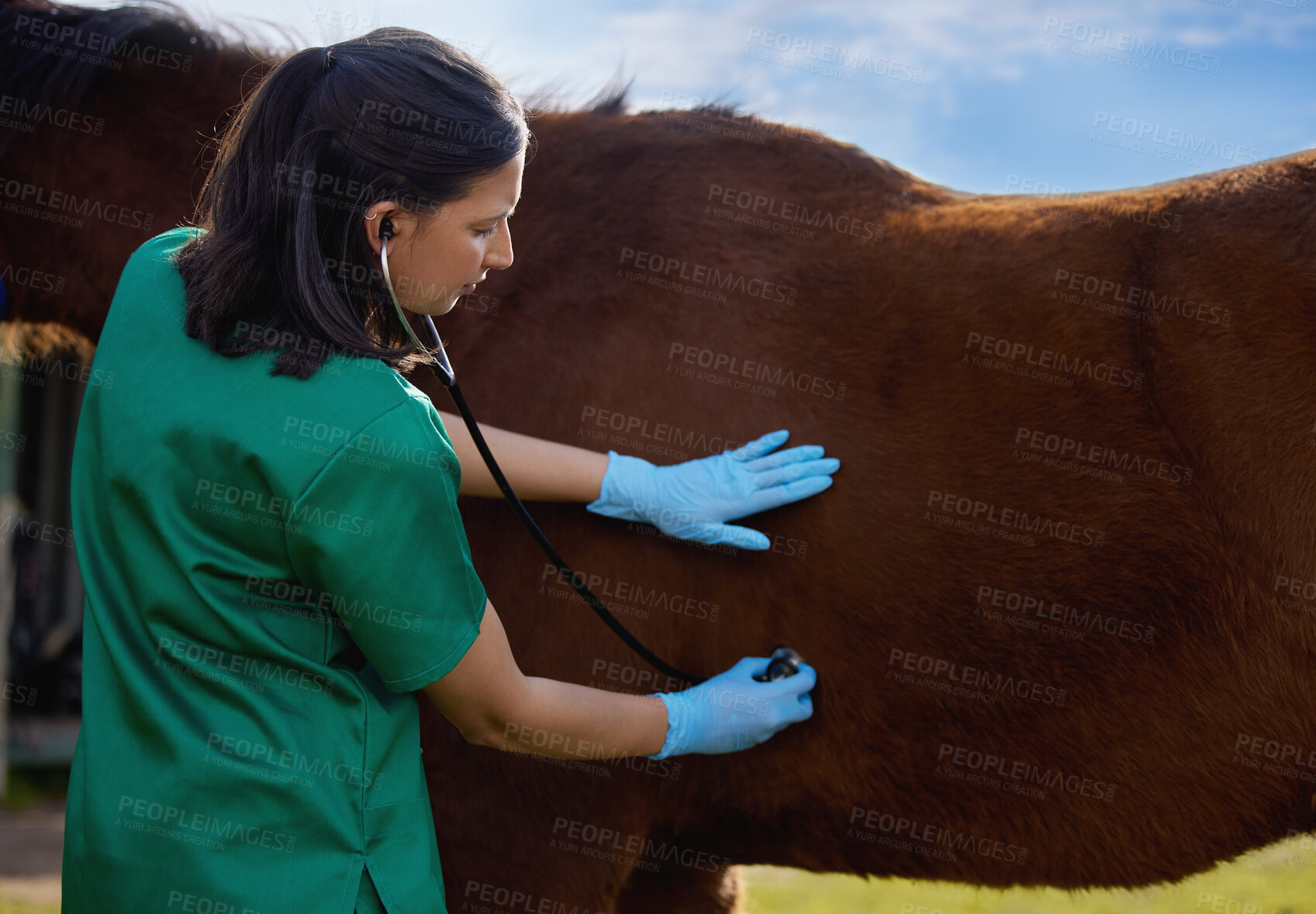 Buy stock photo Shot of a young veterinarian doing a checkup on a horse on a farm