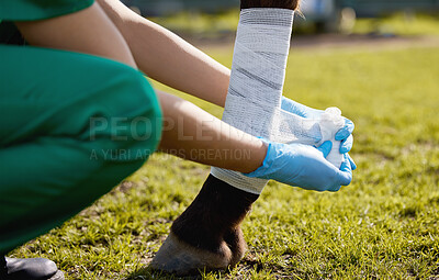 Buy stock photo Shot of a unrecognizable veterinarian putting a bandage on a horse on a farm