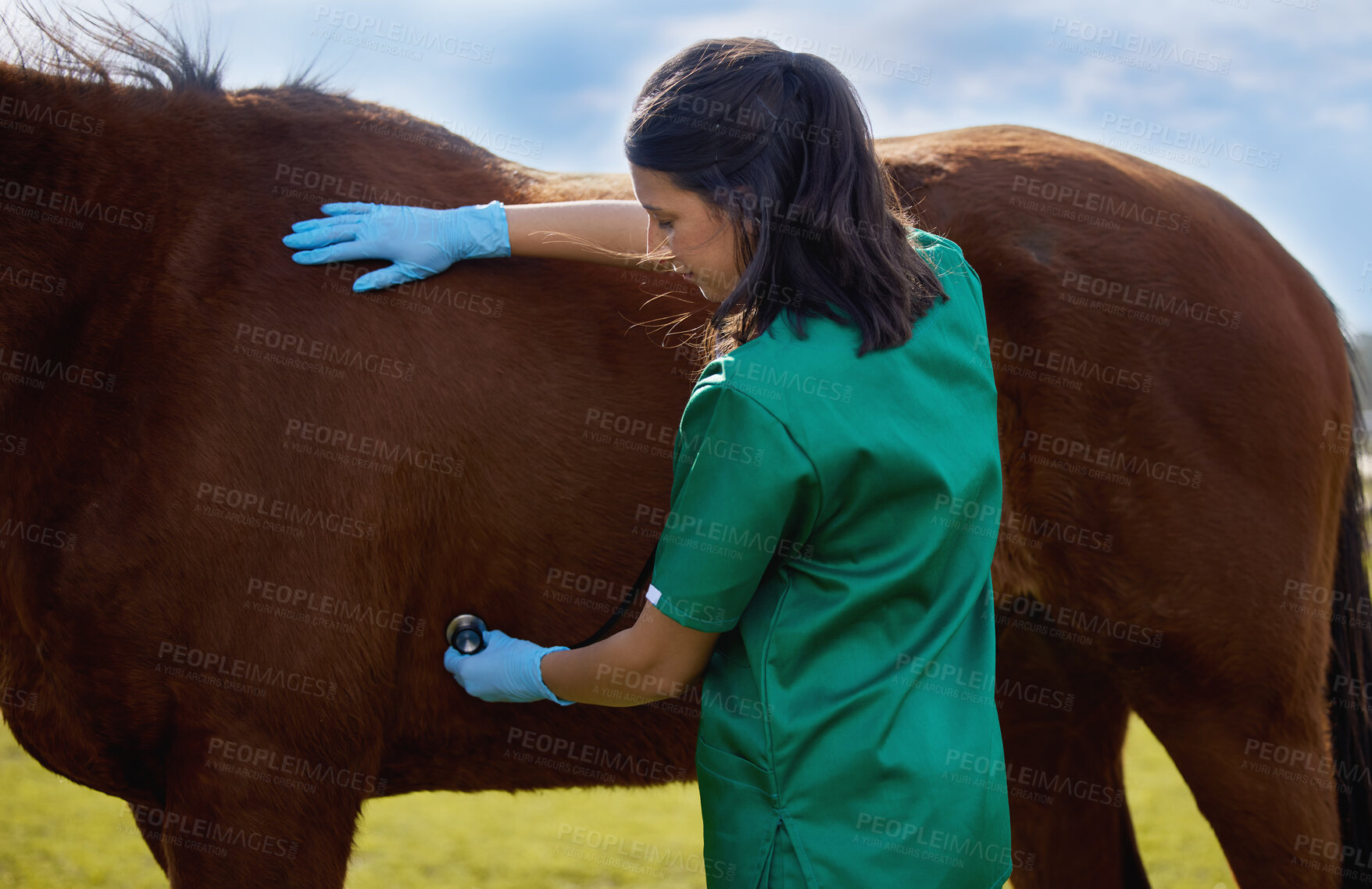 Buy stock photo Shot of a young veterinarian doing a checkup on a horse on a farm