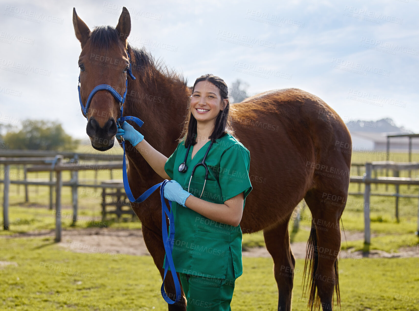 Buy stock photo Shot of a young veterinarian putting a bandage on a horse on a farm