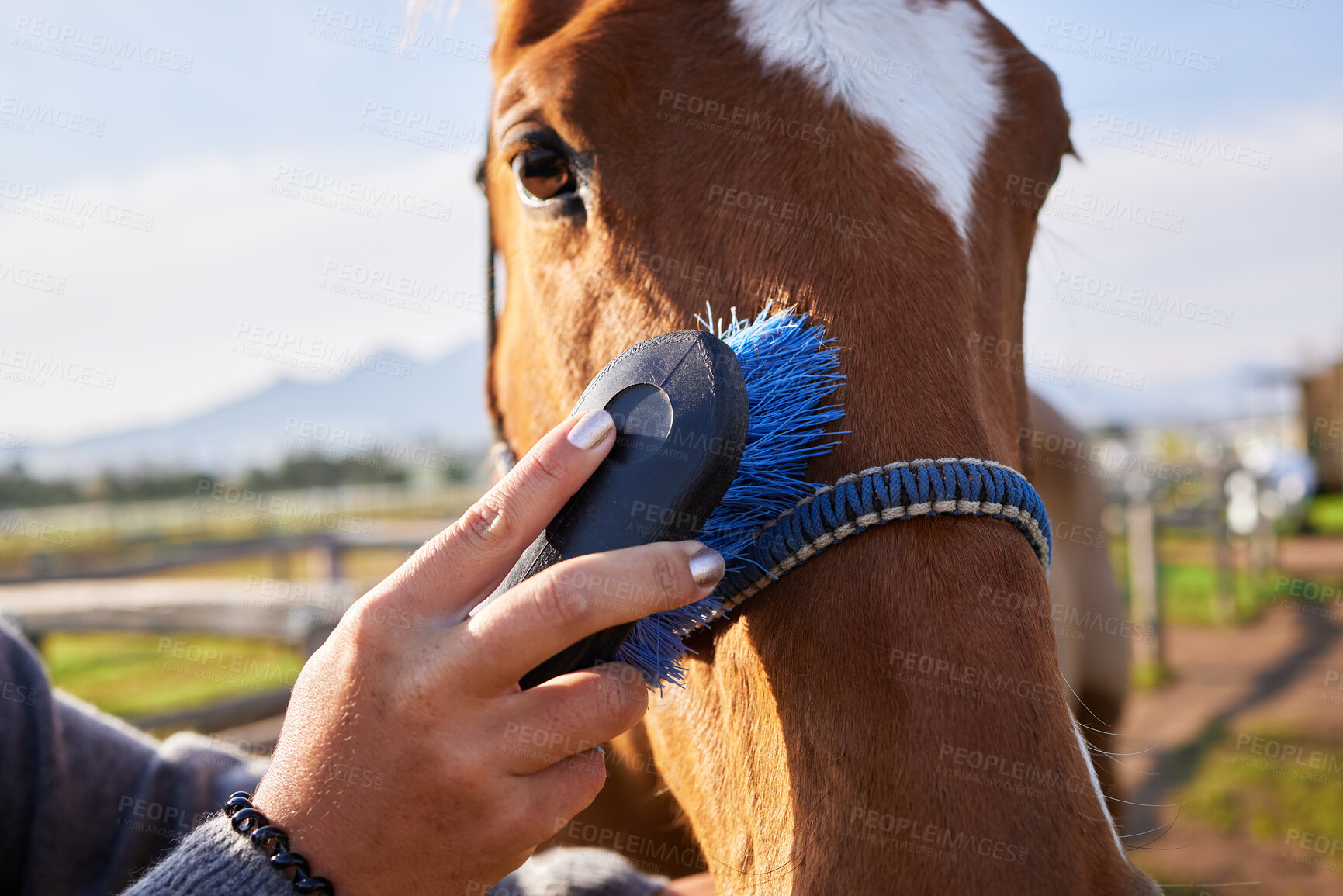 Buy stock photo Cropped shot of an unrecognizable woman brushing her horse outside on the ranch