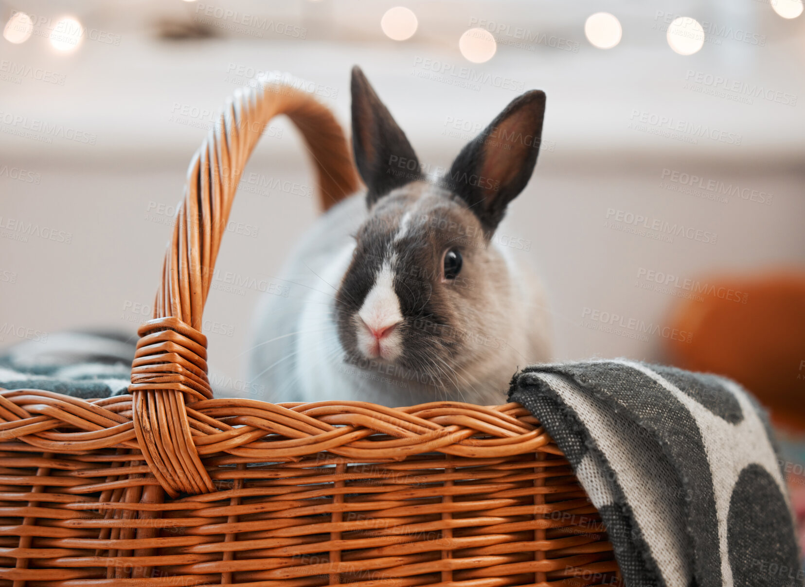 Buy stock photo Shot of an adorable rabbit sitting in it's basket at home