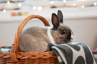 Buy stock photo Shot of an adorable rabbit sitting in it's basket at home