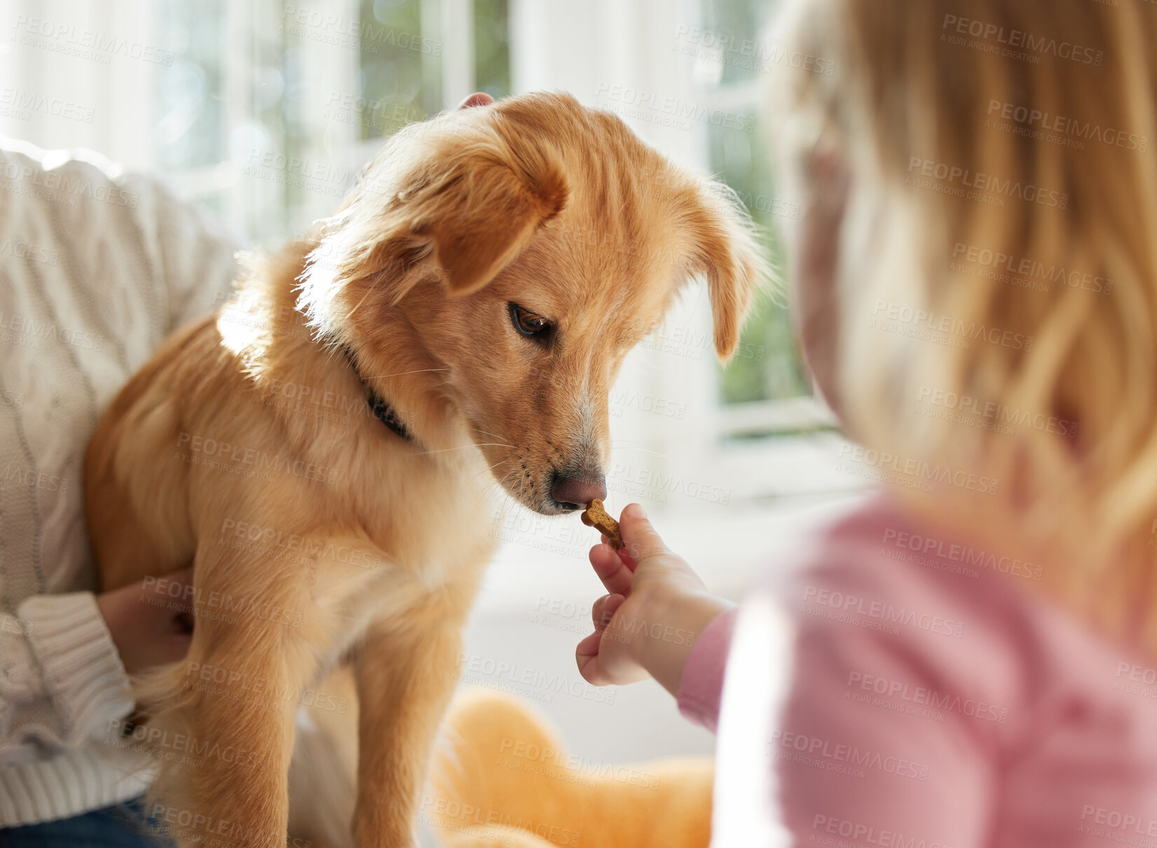 Buy stock photo Shot of a little girl giving her puppy and doggy treat