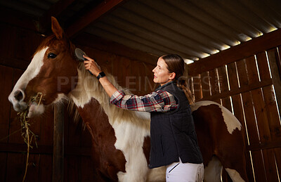 Buy stock photo Shot of a young woman brushing a horse in a barn