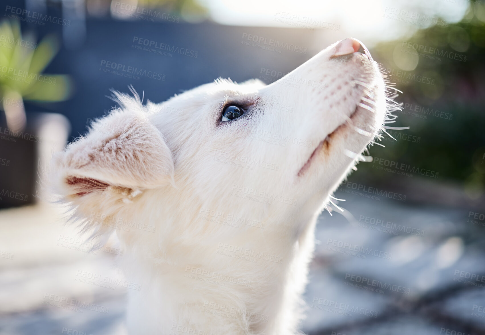 Buy stock photo Puppy, cute and outdoor in backyard, adorable and nature of house, pet and wellness for animal and healthy. Dog, garden and home in patio, summer and weekend to relax, golden retriever and rescue