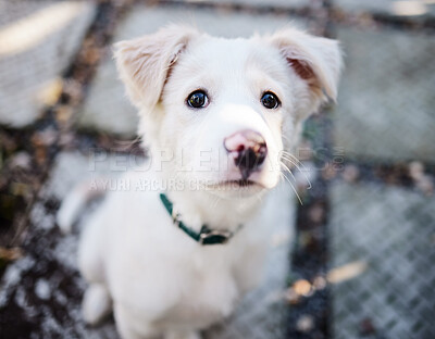 Buy stock photo Puppy, cute and outdoor in backyard, portrait and nature of house, pet and wellness for animal and healthy. Dog, garden and home in patio, summer and weekend to relax, golden retriever and rescue