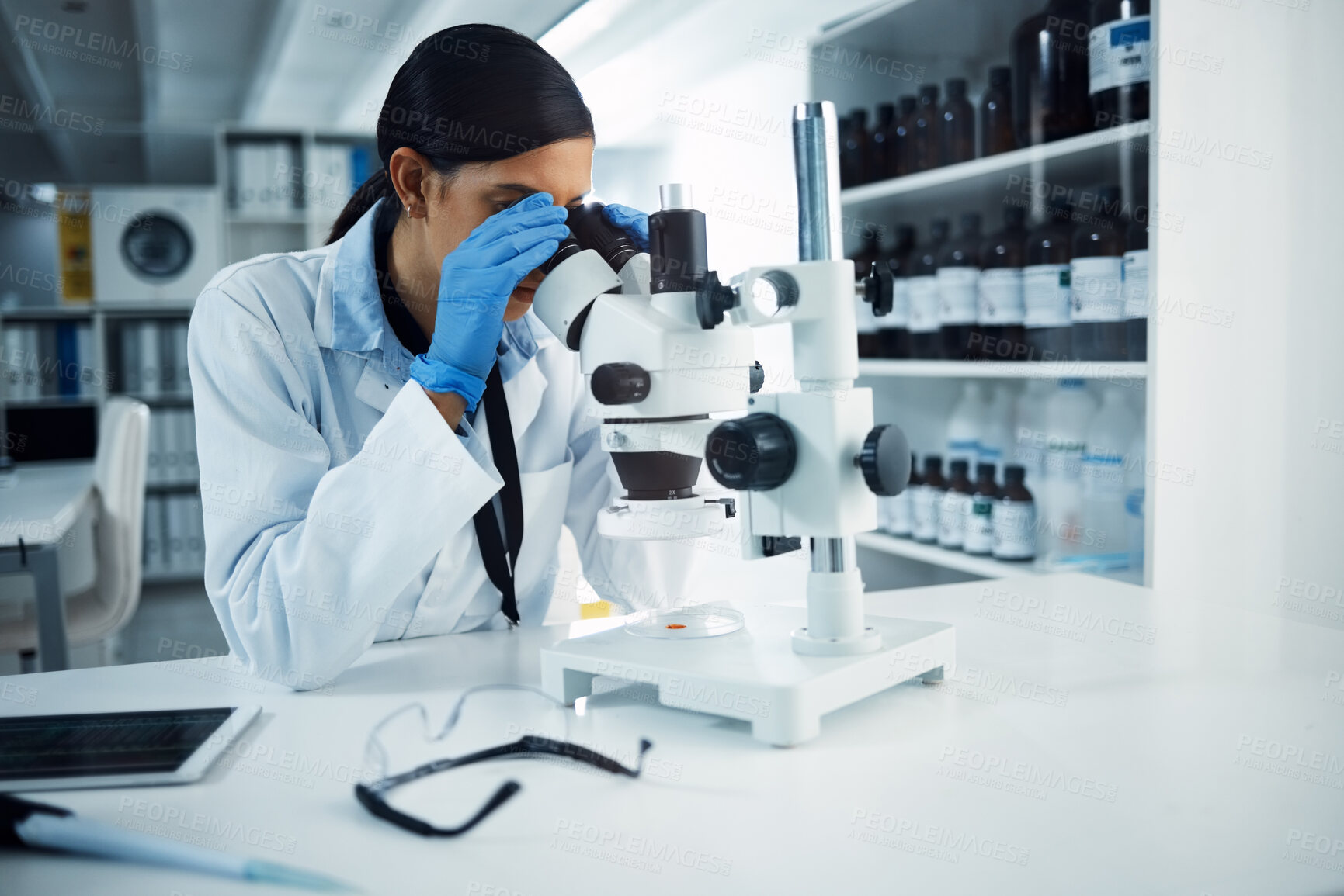 Buy stock photo Shot of a young scientist using a microscope in a laboratory