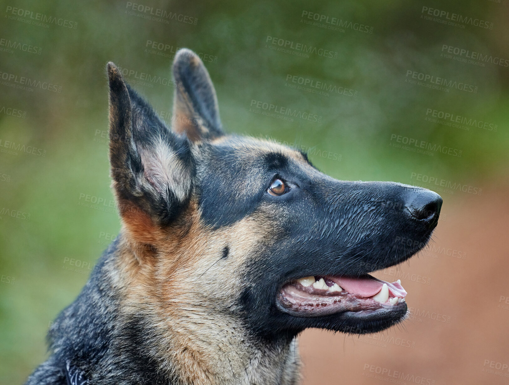 Buy stock photo German shepherd, dog and service animal in nature for training, scent tracking or listening to trainer. Outdoors, hiking trail and pet sitting for command, teaching behaviour or obedience in Miami