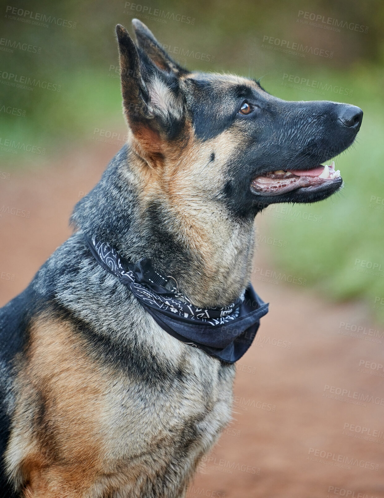 Buy stock photo Dog, German shepherd and animal sitting for training, scent tracking or service companion in forest. Outdoors, hiking trail and pet waiting for command, teaching behaviour or obedience in Chicago