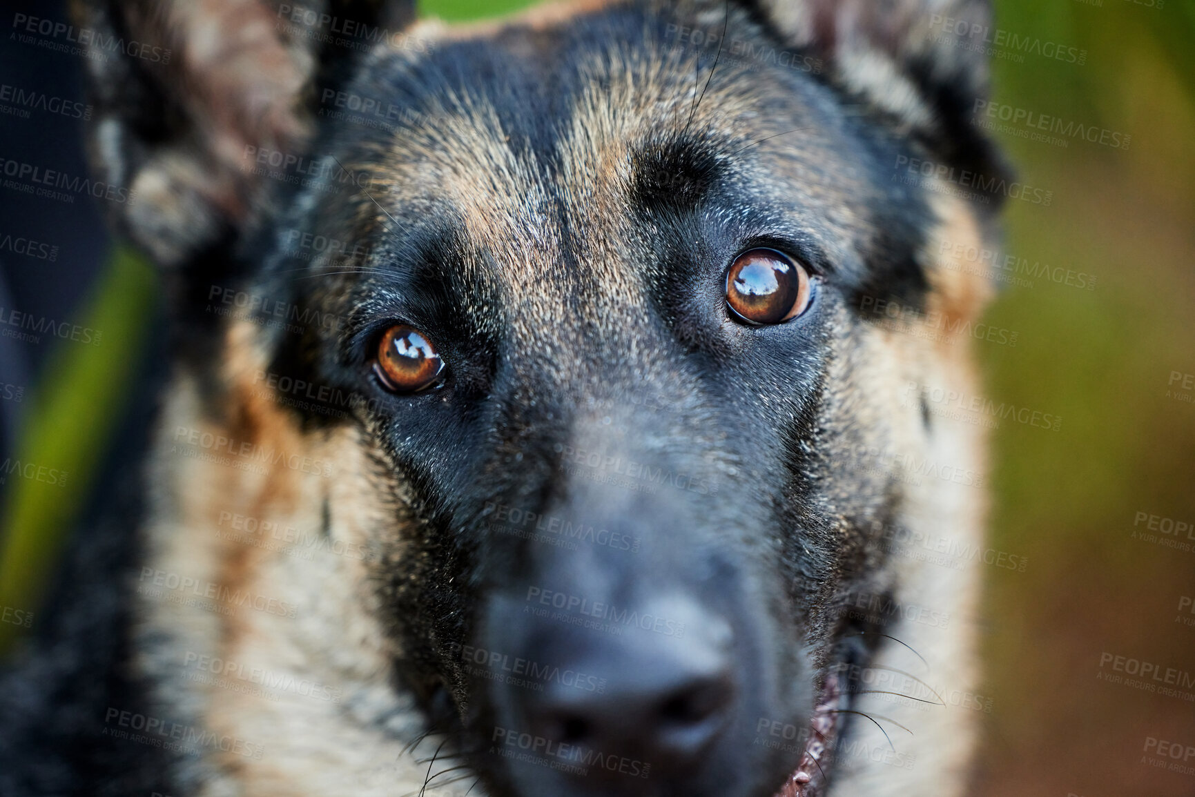 Buy stock photo Outdoor, german shepherd and dog sitting in forest, adventure and carefree with wellness. Nature, pet and canine with grass, journey and cute animal with fur, garden and Alsatian in backyard