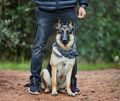 Buy stock photo German shepherd, dog and service animal in nature for training, scent tracking or listening to trainer. Outdoors, hiking trail and pet sitting for command, teaching behavior or obedience in forest