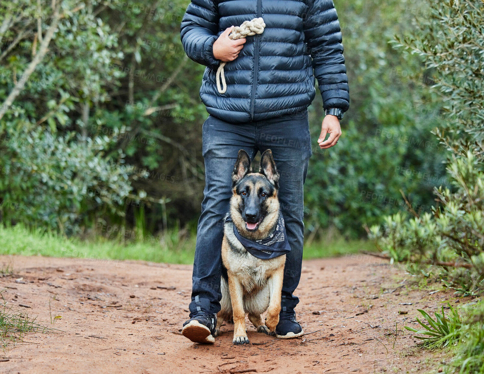 Buy stock photo German shepherd, dog and service animal with rope for training, scent tracking or listening to trainer. Outdoors, hiking trail and pet sitting for command, teaching behavior or obedience in forest