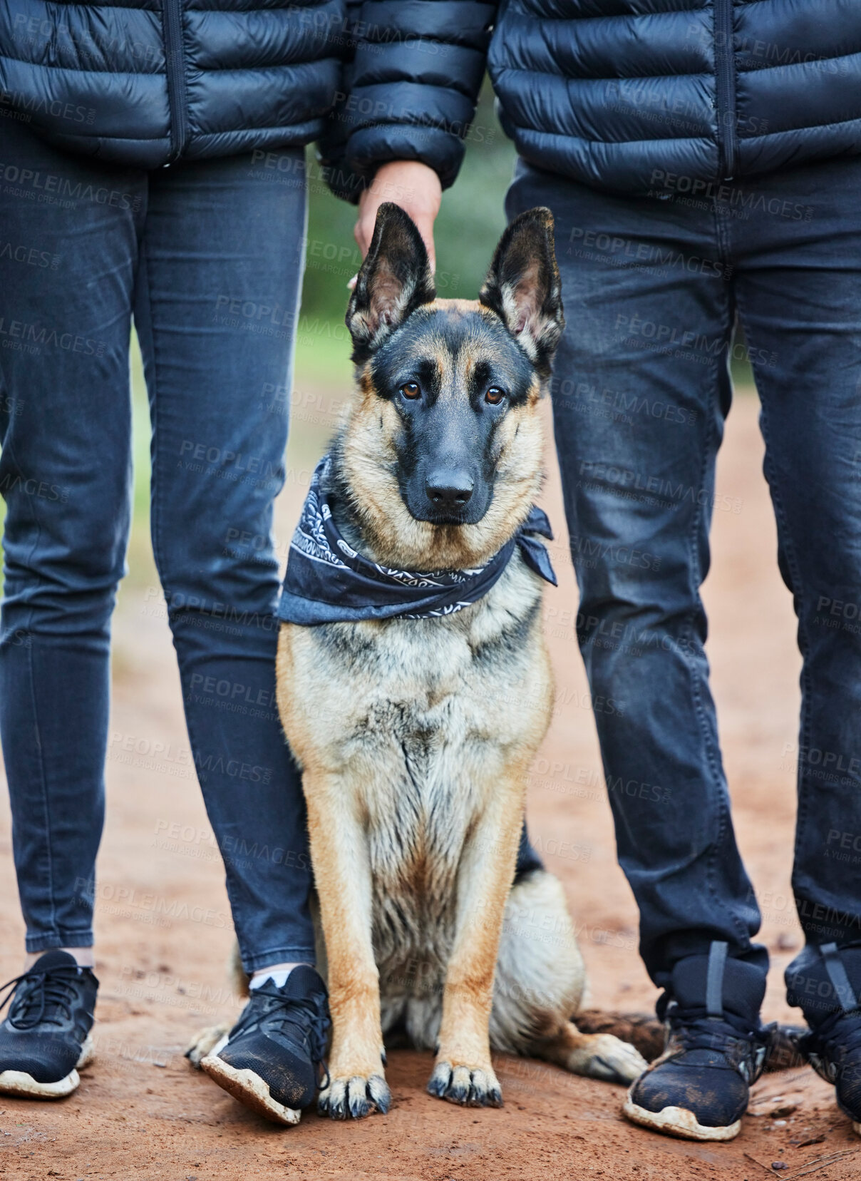 Buy stock photo German shepherd, dog and service animal for walk for training, scent tracking or listening to trainer. Outdoors, hiking trail and pet sitting for command, teaching behavior or obedience in forest