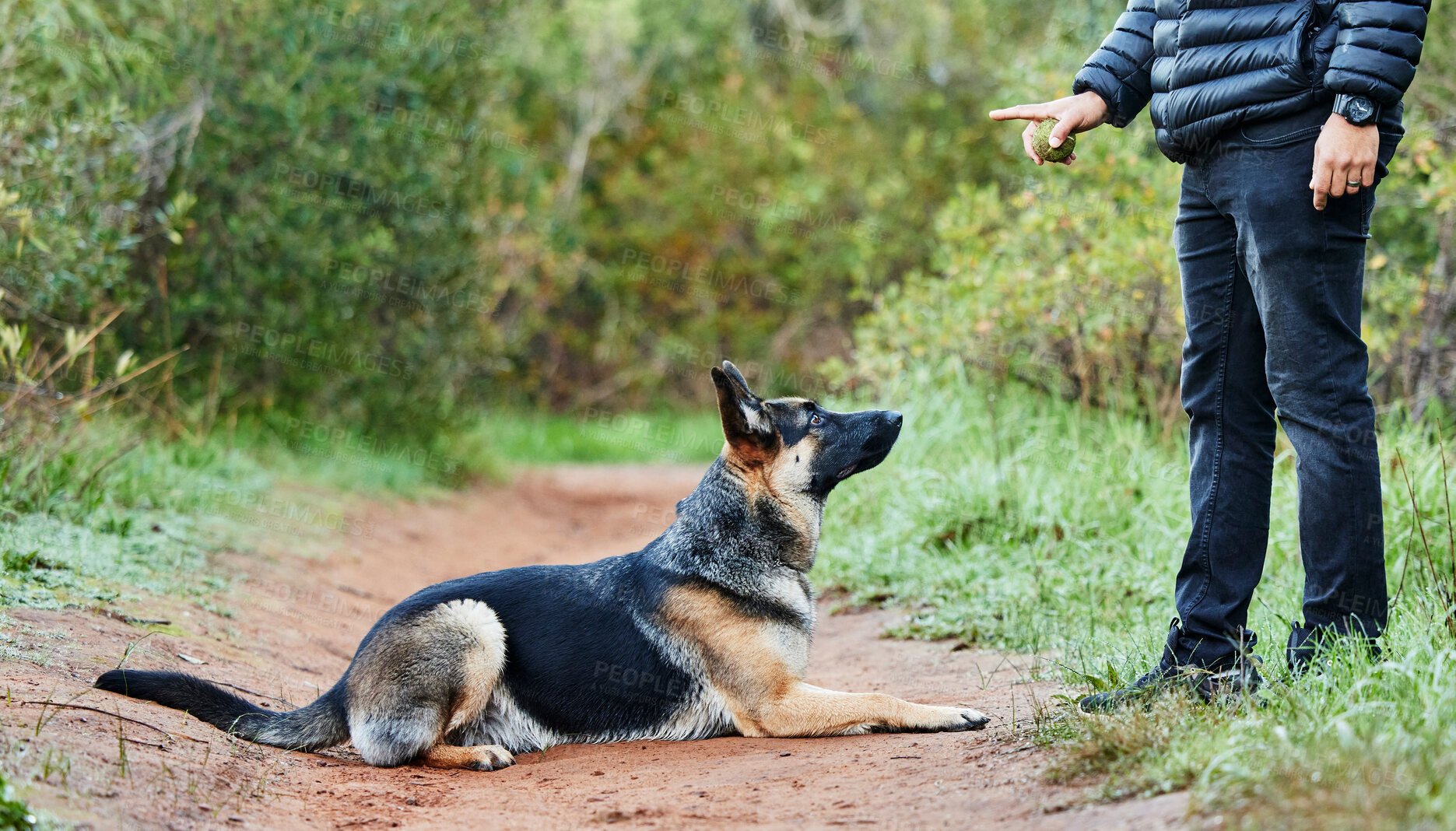 Buy stock photo German shepherd, dog and service animal with ball for training, scent tracking or listening to trainer. Outdoors, hiking trail and pet laying for command, teaching behavior or obedience in forest