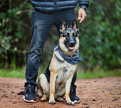 Buy stock photo German shepherd, pet and service animal in nature for training, scent tracking or listening to trainer. Outdoors, hiking trail and dog sitting for command, teaching behavior or obedience in forest