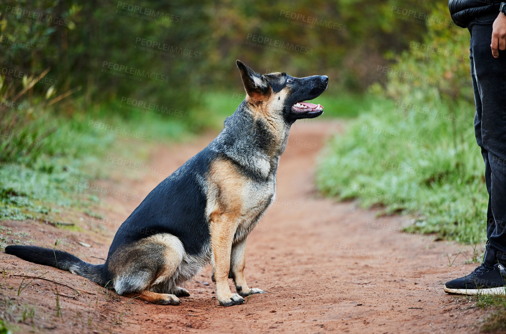 Buy stock photo German shepherd, dog and service animal in training for nature, scent tracking or listening to trainer. Outdoors, hiking trail and pet sitting for command, teaching behavior or obedience in forest