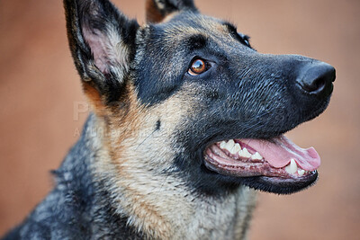 Buy stock photo Service animal, dog and German shepherd in forest for training, scent tracking or obedience. Outdoors, nature path and canine sitting for command, teaching behaviour or learning trick in park