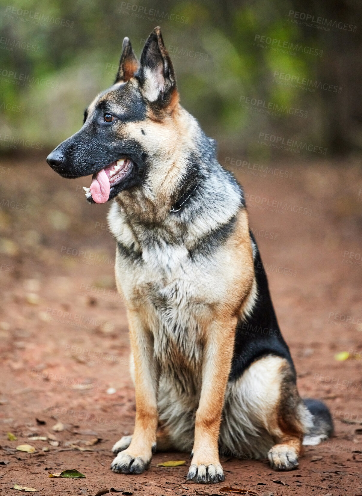 Buy stock photo Shot of an adorable german shepherd sitting in a forestShot of an adorable german shepherd sitting in a forest