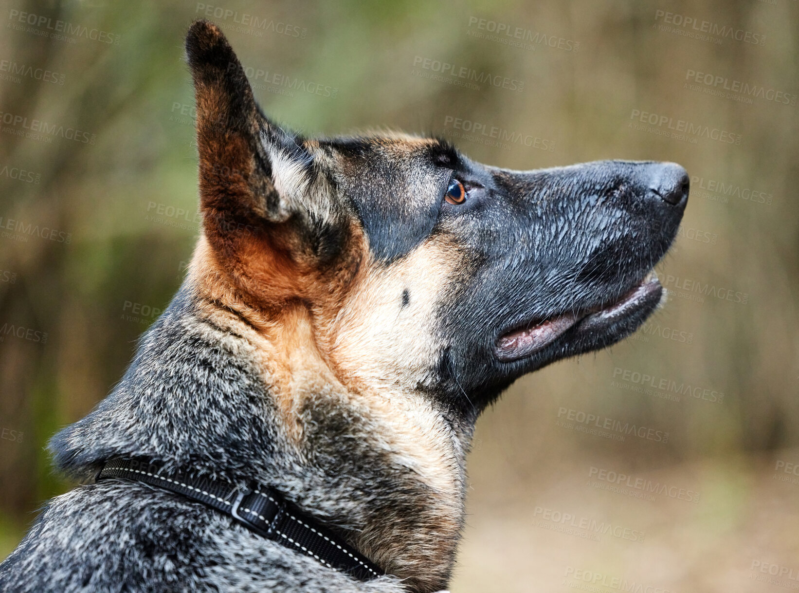 Buy stock photo Shot of an adorable german shepherd sitting in a forest