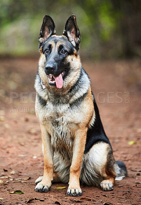 Buy stock photo Animal, sitting and German shepherd in forest for dog training, scent tracking or service companion. Outdoors, nature path and pet care for command, teaching behaviour or obedience in London