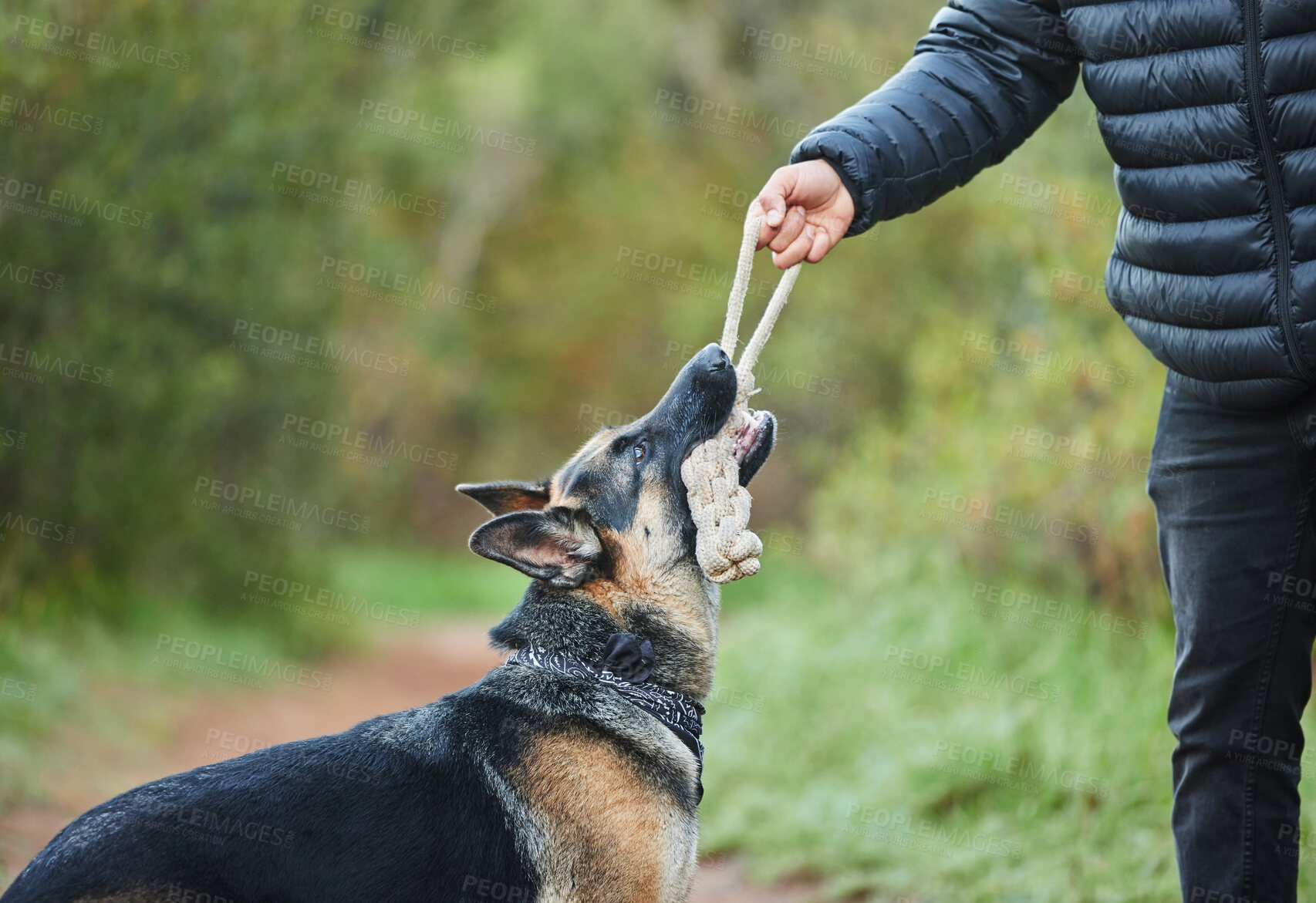 Buy stock photo Rope, animal training or dog playing with owner for tug of war, exercise and bonding outdoor. Person, pet or german shepherd in nature park together with toy for coaching, pulling and workout