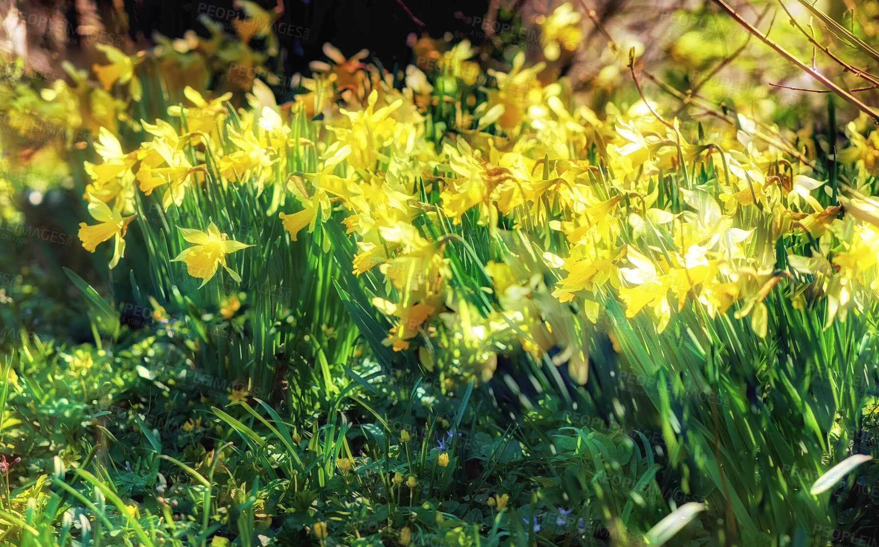 Buy stock photo Beautiful yellow flowers with bright petals blossoming in nature. Narcissus pseudonarcissus or wild daffodils from the amaryllis species of plants growing in a garden on a sunny spring day outdoors