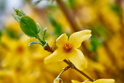 Buy stock photo Forsythia in golden spring dress