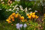 Beautiful crocus