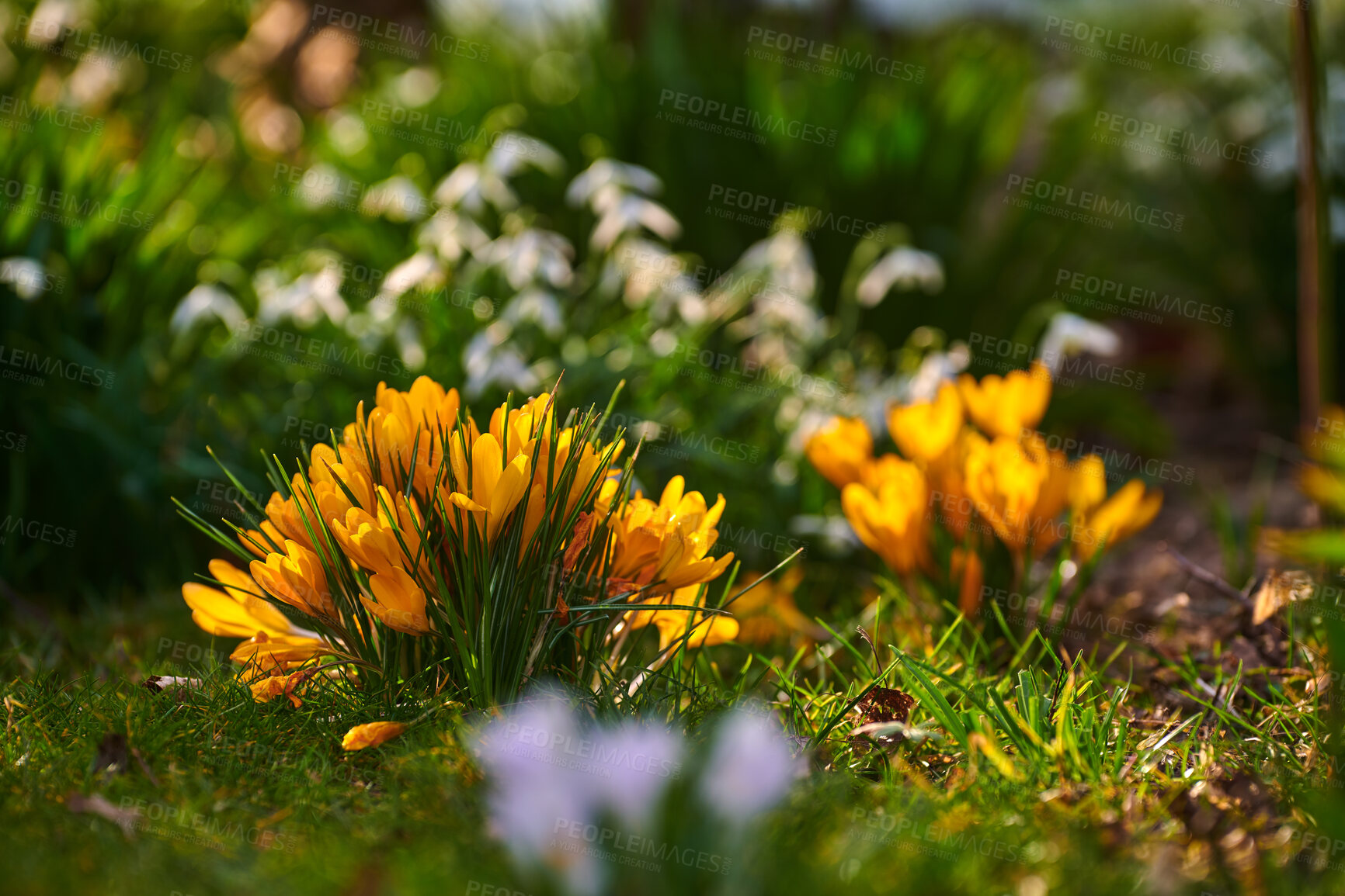 Buy stock photo Colorful crocus flower view in nature on a spring gardening day. Closeup of an outdoor landscape with green grass and yellow flowers. Beautiful natural growing garden plants in the relaxing outdoors.