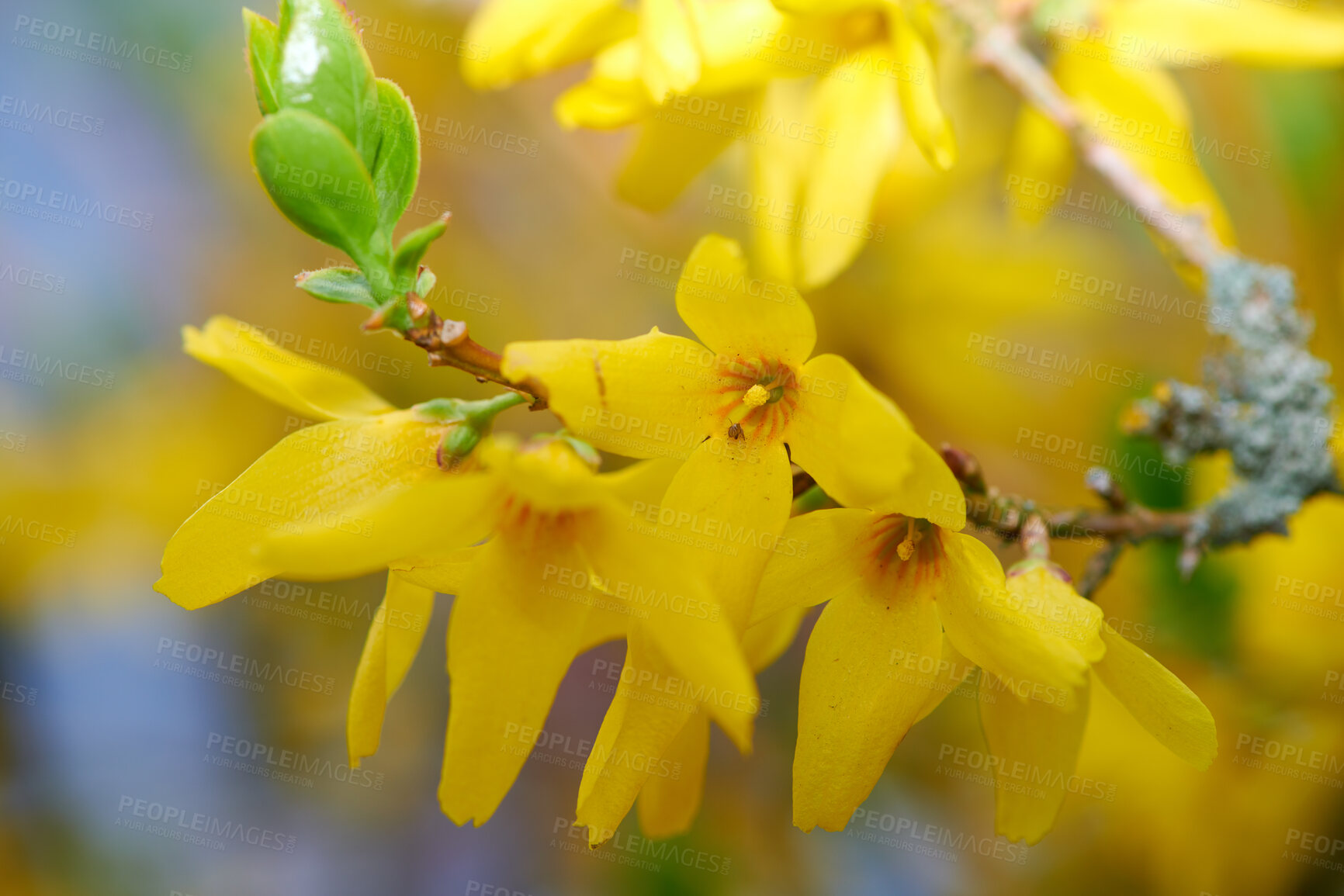 Buy stock photo Forsythia in golden spring dress